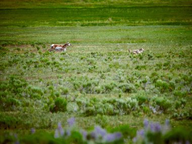 Pronghorn Yellowstone Milli Parkı'nda bir peşinde.