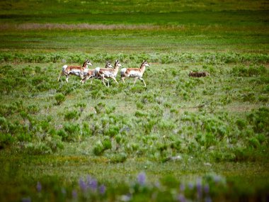 Pronghorn'un Yellowstone Milli Parkı'nda bir kovaladığını duydum.