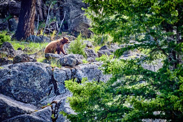 Medvědí dlouhý skalnatý útes ve Yellowstonském národním parku. — Stock fotografie