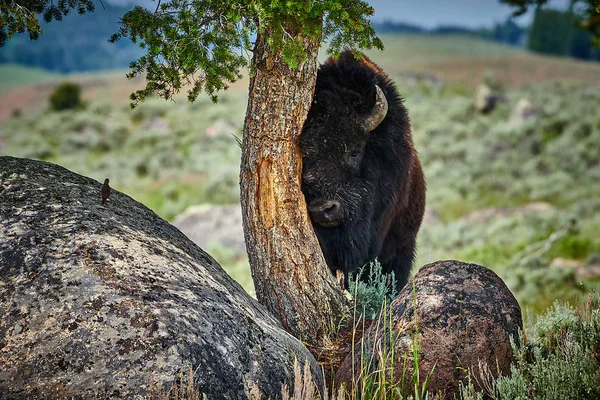 Bison se mnul borovým stromem v národním parku Yellowstone. — Stock fotografie