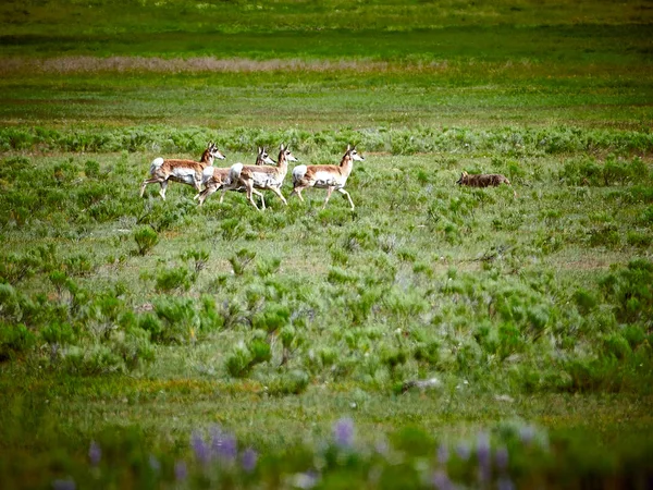 Slyšel jsem, že Pronghorn honí Kojota v národním parku Yellowstone — Stock fotografie