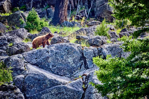 Medvědí dlouhý skalnatý útes ve Yellowstonském národním parku. — Stock fotografie