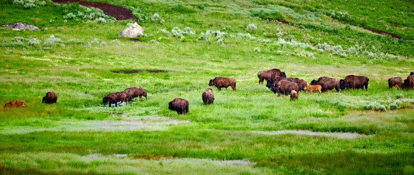 Flock bison bete i Yellowstone National Park. — Stockfoto