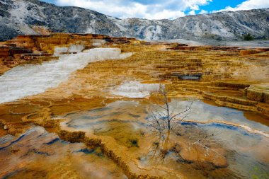 Mammoth Kaplıcası'ndaki teraslar, Yellowstone Ulusal Parkı.
