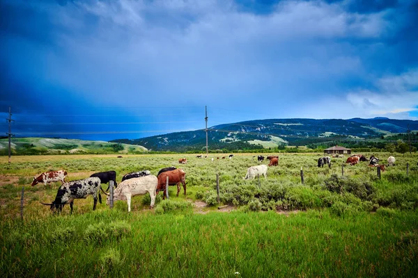 Longhorn Steers pastando en un campo con cielo tormentoso . — Foto de Stock