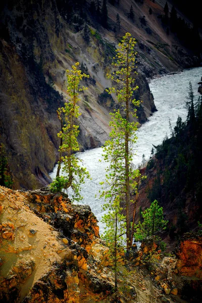 Close up veiw van twee dennenbomen met de Yellowstne-rivier in de — Stockfoto