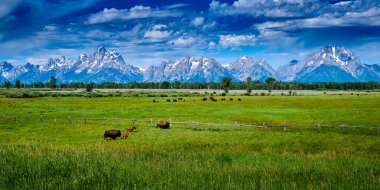 Grand Teton Milli Parkı'nda bizon otlatma.