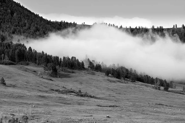 Niebla a la deriva sobre pinos en Lamar Valley, Parque Nacional de Yellowstone WY . —  Fotos de Stock
