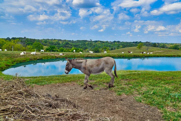 Âne marchant près d'un étang avec des chèvres en arrière-plan . — Photo