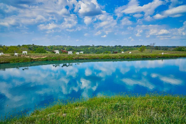 Capre che camminano intorno a uno stagno . — Foto Stock