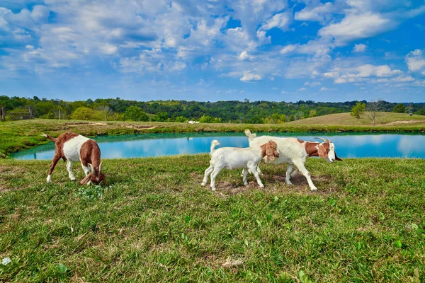 Cabras caminando cerca de un estanque . — Foto de Stock