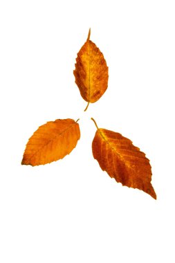 kayın ağacı yaprakları