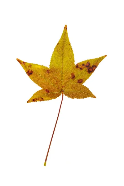 Sweetgum liść — Zdjęcie stockowe