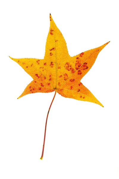 Sweetgum Leaf — Stock Photo, Image