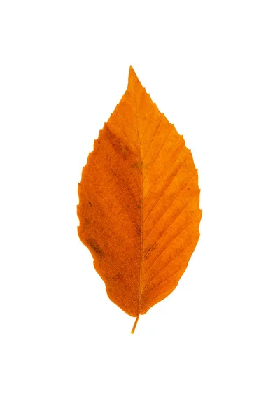 ブナの葉 — ストック写真