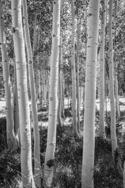 Aspen Ağacı Korusunun B & W 'si