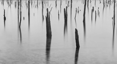 Ölü Ağaç Suda Damlıyor