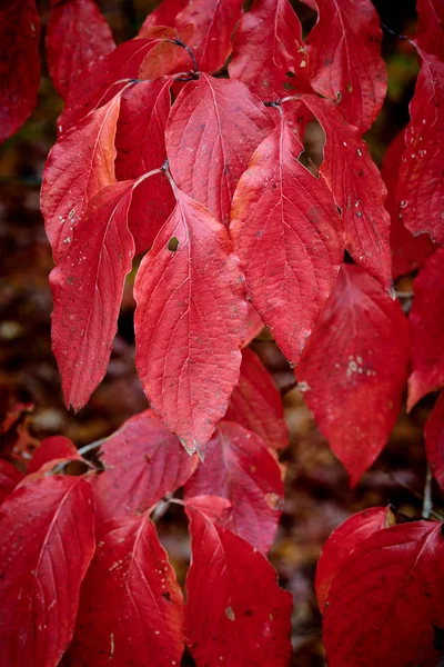 Листья догвуда с осенними цветами — стоковое фото