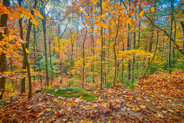 Herbstfarben entlang des Wanderweges — Stockfoto