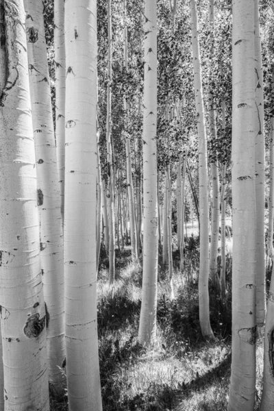 B & W 의 아스 펜 나무 숲 — 스톡 사진