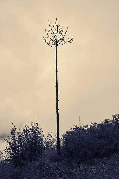 그랜드 캐니언에 있는 나무를 찍은 조명 — 스톡 사진