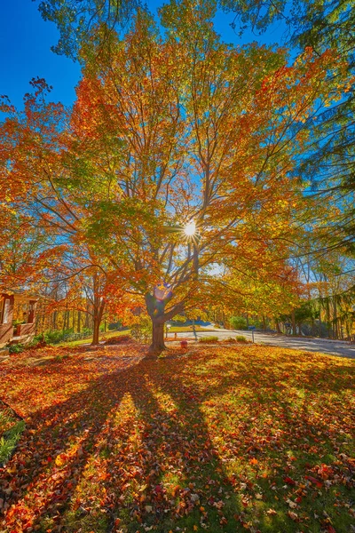 Baum mit blauem Himmel und Sonnenlicht, das durch das Laub scheint — Stockfoto