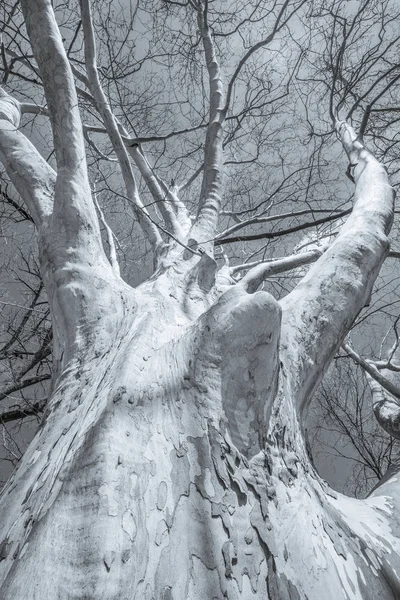 Sicamore tree, selenium toned B & W — 스톡 사진