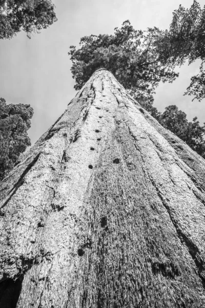 B & W 자이언트 시 쿼 이어 나무 — 스톡 사진