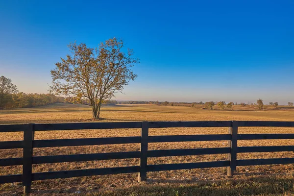 Albero in campo con recinzione in legno — Foto Stock