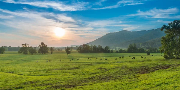 Zachód słońca z wypasanymi krowami Powiat Powell, Ky — Zdjęcie stockowe