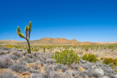 Joshua Tree Ulusal Parkı