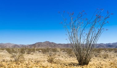 Pinto Dağlarıyla Ocotillo