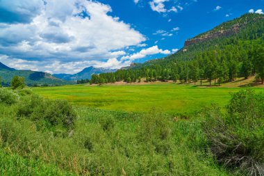 Colorado 'daki Pagosa Pınarı yakınlarındaki Alp Çayırı