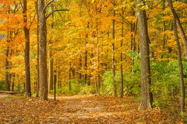 Bäume fallen — Stockfoto