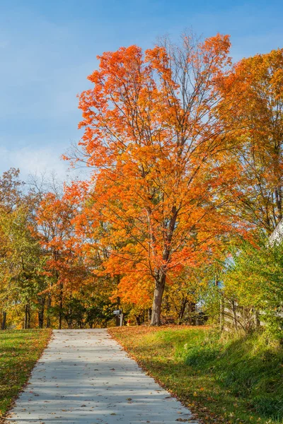 도로 가 있는 낙엽 나무 — 스톡 사진