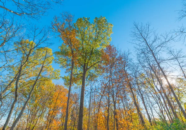 Autunno alberi — Foto Stock