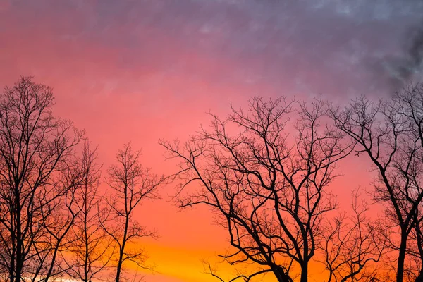 Pôr do sol com árvores # 2 — Fotografia de Stock