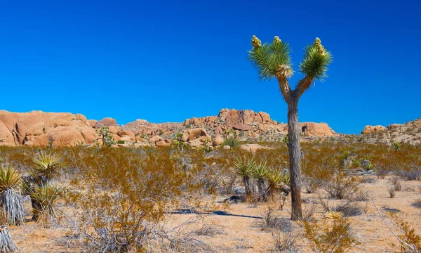 Joshua Tree National Park — Stock Photo, Image