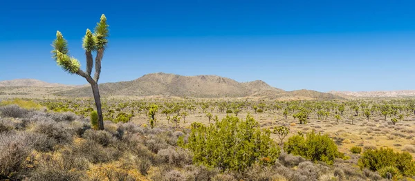 Joshua Tree a Mojave-sivatagban — Stock Fotó