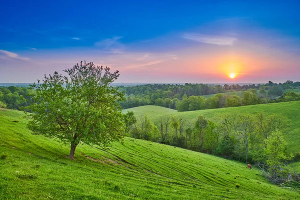 Wschód słońca nad polem z drzewem — Zdjęcie stockowe