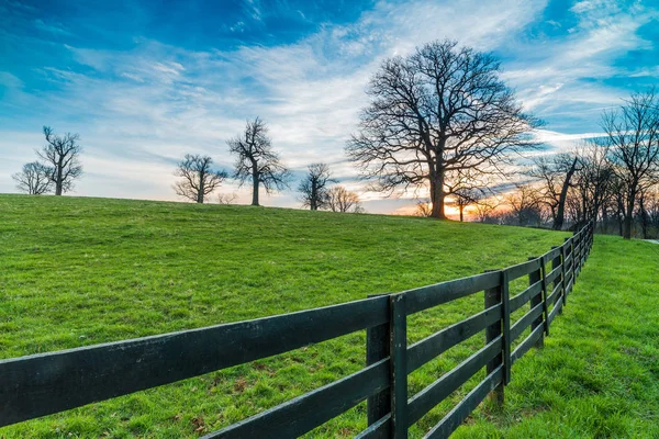 Campo di querce antiche Burr Trees — Foto Stock