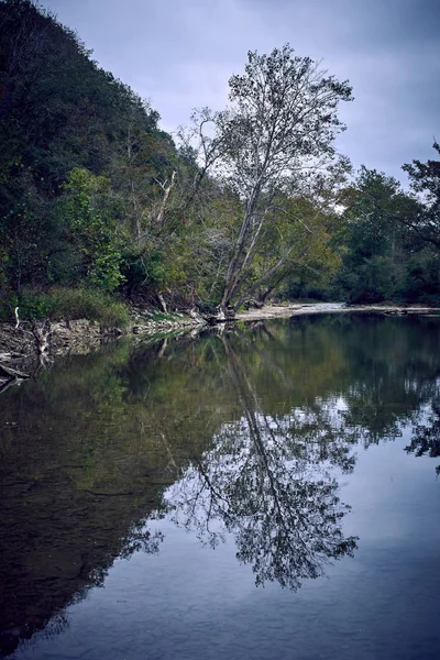 Leaning Sycamore Tree Over Stream With Reflection