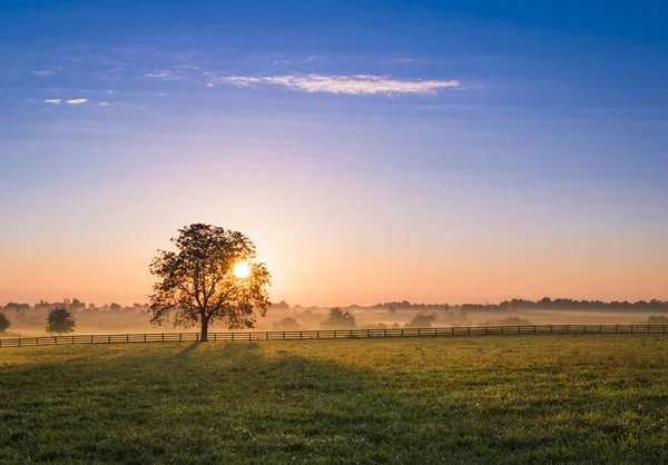 Alba dietro un albero — Foto Stock