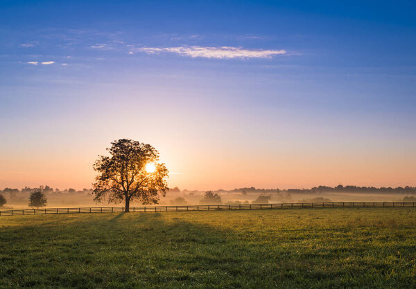 Sunrise Behind a Tree