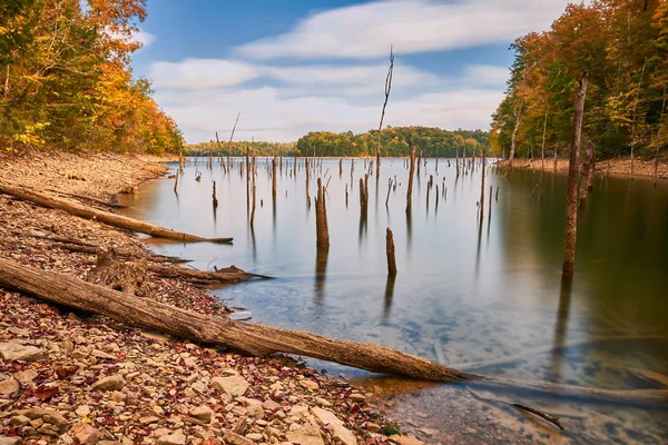 로렐 호수에 쓰러지는 죽은 나무 — 스톡 사진