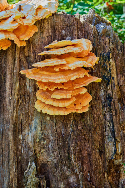 Laetiporus Fungus on Tree Stump