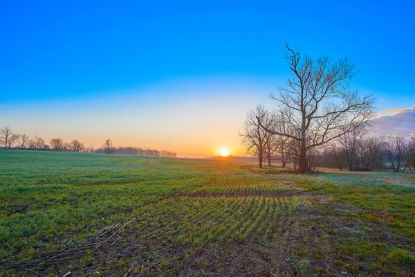 Campo de trigo de invierno al amanecer — Foto de Stock