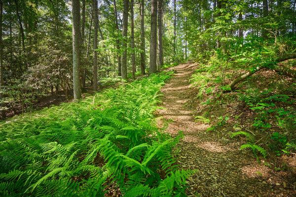 Hiking Trail Though the Woods