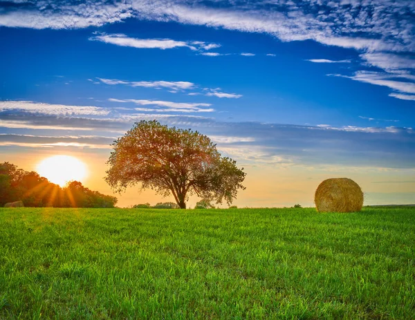 Albero nel campo di fieno — Foto Stock