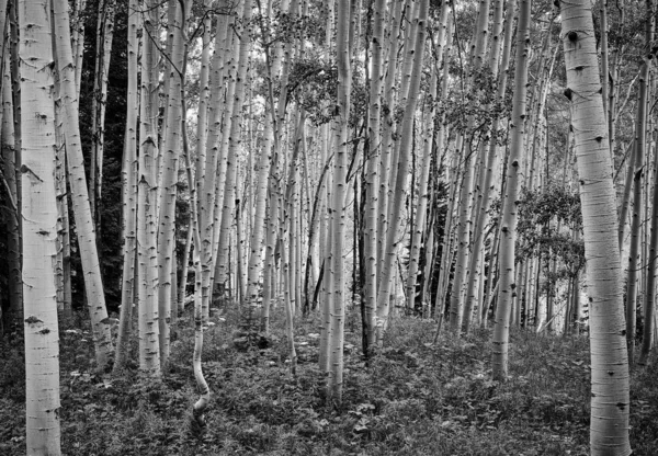 아스펜 작은 숲 — 스톡 사진